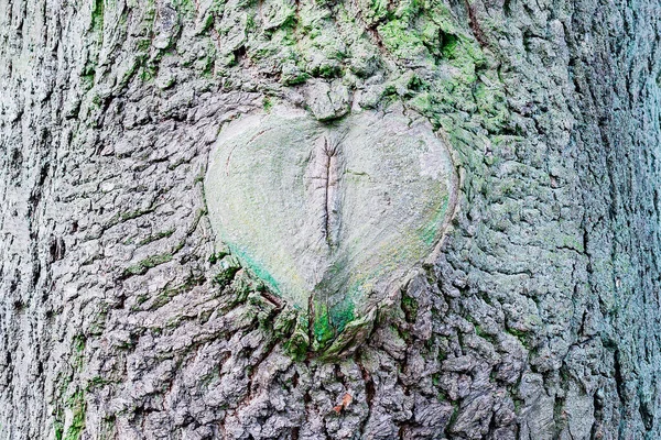  Parkta kalp şeklinde büyük bir ağaç düğümü var.