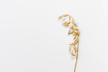 Beyaz arka planda tek bir buğday yulafı kulağı