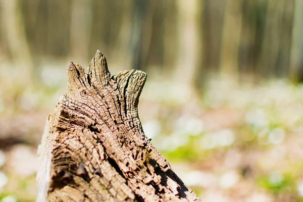 Une Vieille Souche Pourrie Dans Une Forêt Ensoleillée — Photo