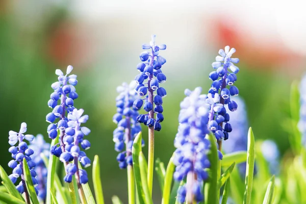 Bloemen Met Blauwe Knoppen Tuin Een Zonnige Dag — Stockfoto