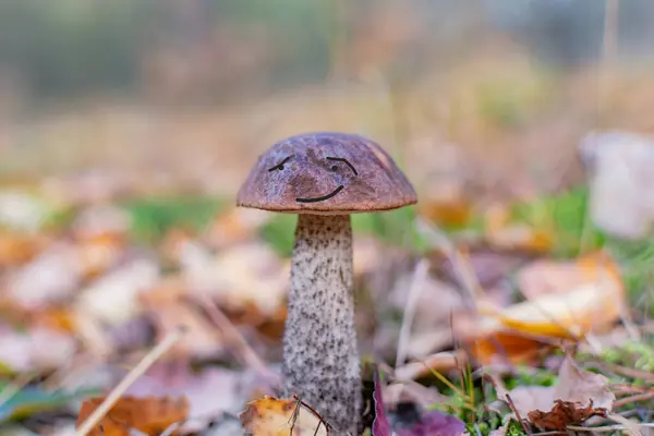 秋の食用キノコ茶色の帽子と日当たりの良い森 — ストック写真