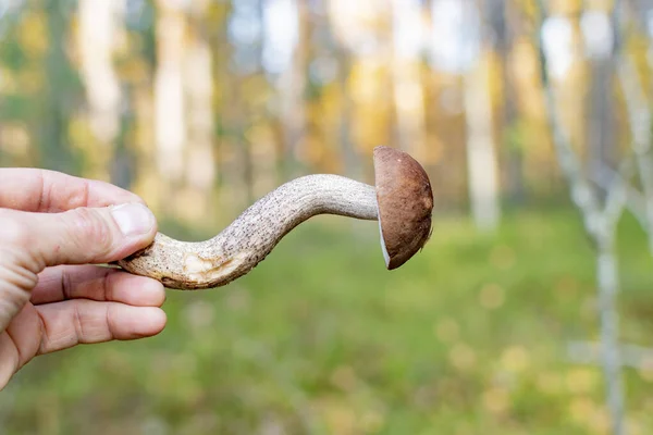 Eetbare Paddenstoel Herfst Zonnig Bos Met Bruine Hoed — Stockfoto