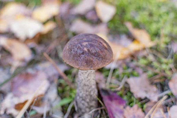 Essbarer Pilz Herbst Sonniger Wald Mit Braunem Hut — Stockfoto