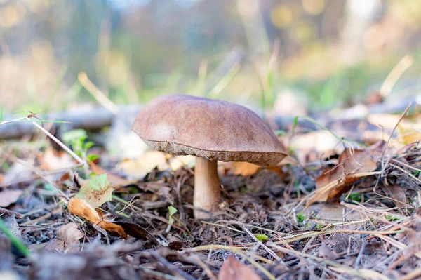 Champiñón Comestible Otoño Bosque Soleado Con Sombrero Marrón — Foto de Stock