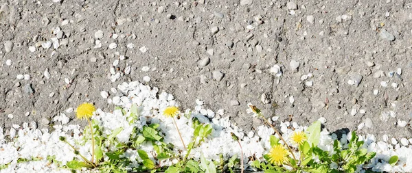 Dandelion plant on the asphalt,and a lot of white petals