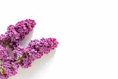 Beyaz arka planda bir demet leylak bitkisi