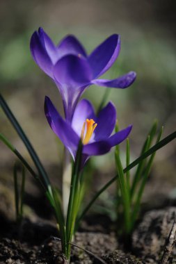 Çiğdem çiçek çiçeklenme