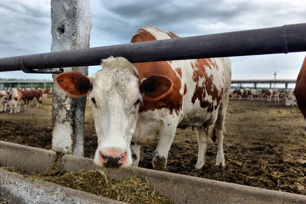 奶牛在农场里吃饲料 — 图库照片