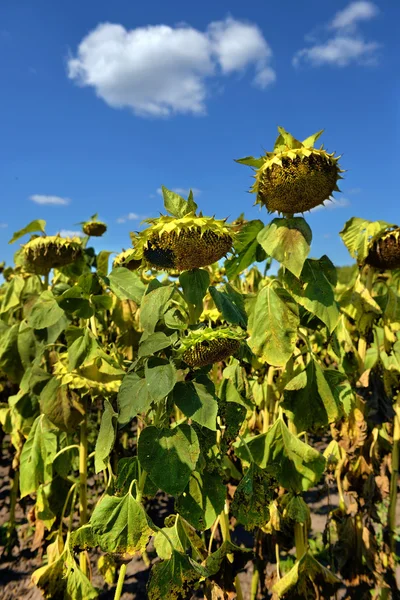 Moget solrosor i fältet mot himlen — Stockfoto