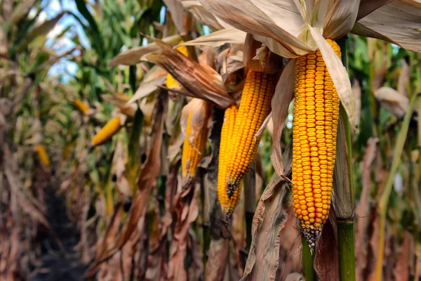 Ripe corn in the field — Stock Photo, Image