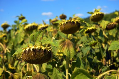 Olgun ayçiçekleri alanı