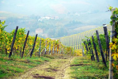 sonbahar üzüm bağları Panoraması