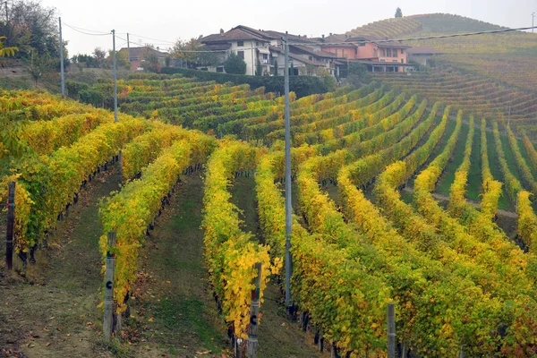 Panorama der herbstlichen Weinberge — Stockfoto