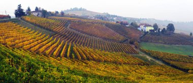 sonbahar üzüm bağları Panoraması