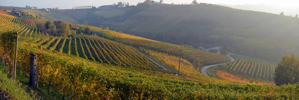 Panorama över höstens vingårdar — Stockfoto