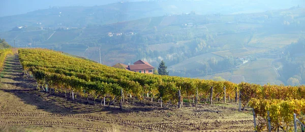 Panorama des vignobles d'automne — Photo