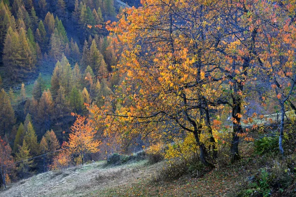 Podzimní alpské krajiny — Stock fotografie