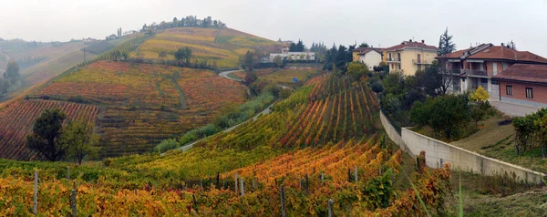 Panorama winnic na jesień — Zdjęcie stockowe