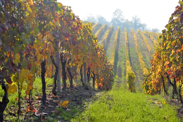 Panorama de los viñedos de otoño —  Fotos de Stock