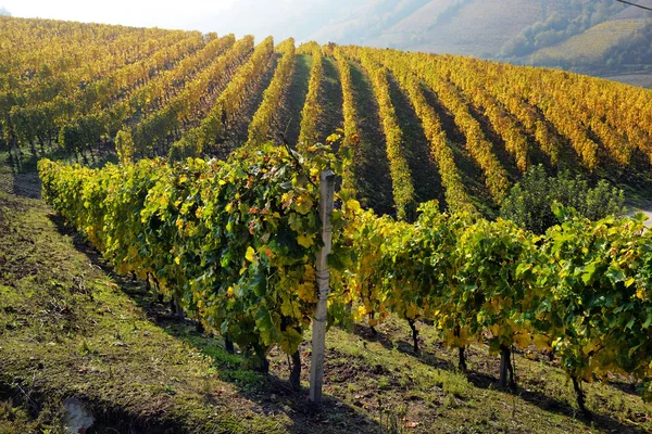 Panorama dei vigneti autunnali — Foto Stock