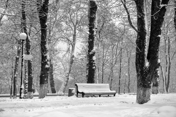 Zasněžené stromy v parku — Stock fotografie