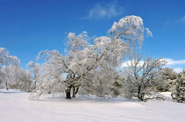 Karla kaplı ağaç mavi gökyüzü