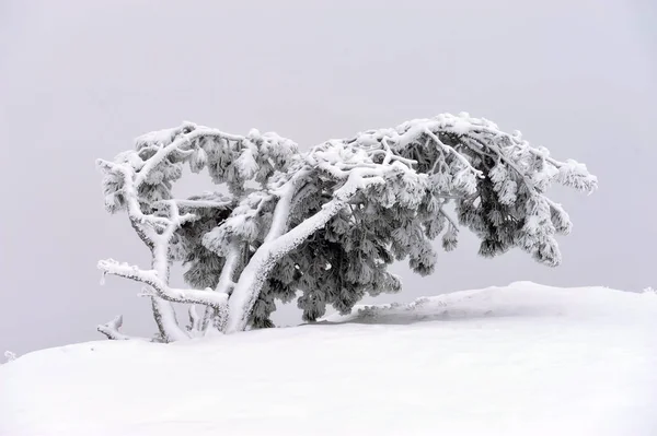 Δέντρο χιονισμένο — Φωτογραφία Αρχείου