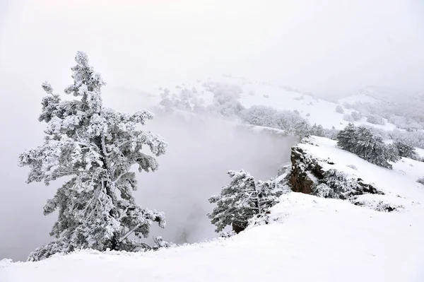 Snow-covered tree — Stock Photo, Image