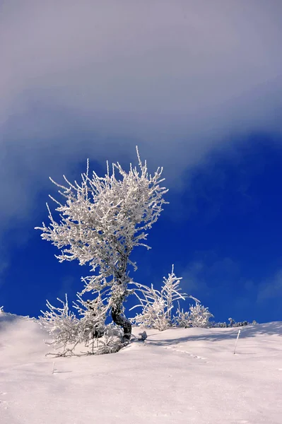 Zasněžený strom proti modré obloze — Stock fotografie
