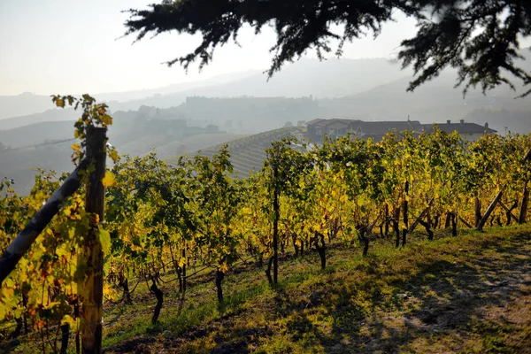 Panorama des vignobles d'automne — Photo