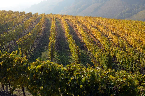 Panorama dei vigneti autunnali — Foto Stock