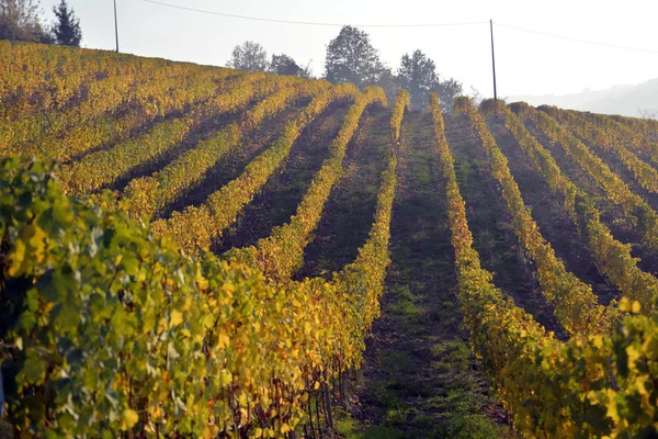 Panorama dei vigneti autunnali — Foto Stock