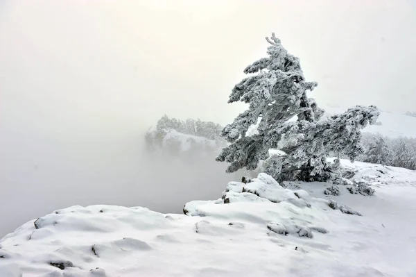 Arbre couvert de neige — Photo