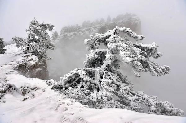 Arbre couvert de neige — Photo