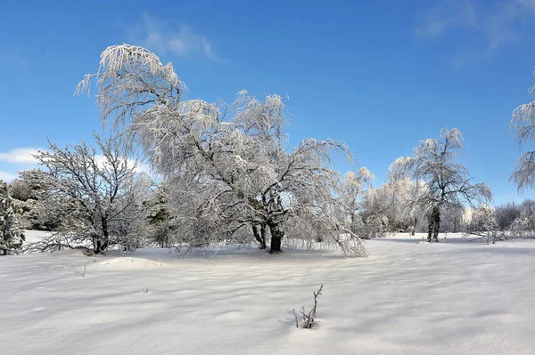 Karla kaplı ağaç mavi gökyüzü