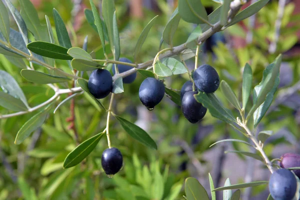 Ripe black olives on the tree — Stock Photo, Image