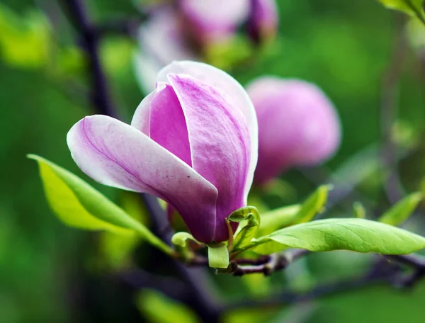 Primavera di magnolia fiorente — Foto Stock