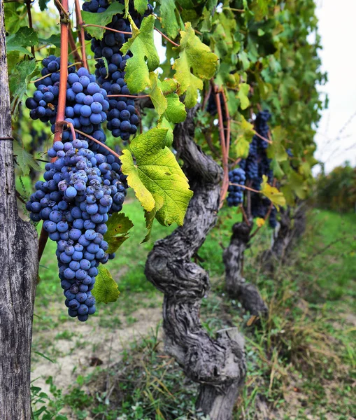 Uvas en la vid en la viña — Foto de Stock