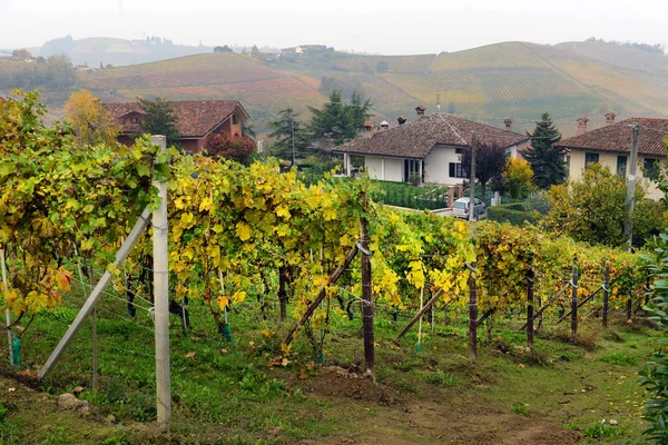 Panorama das vinhas de Outono — Fotografia de Stock