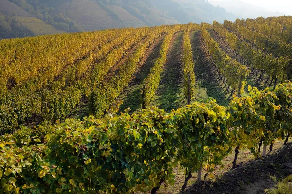 Panorama dei vigneti autunnali — Foto Stock