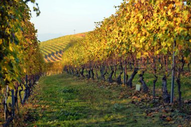 sonbahar üzüm bağları Panoraması 