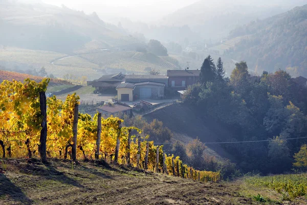 Panorama das vinhas de Outono — Fotografia de Stock