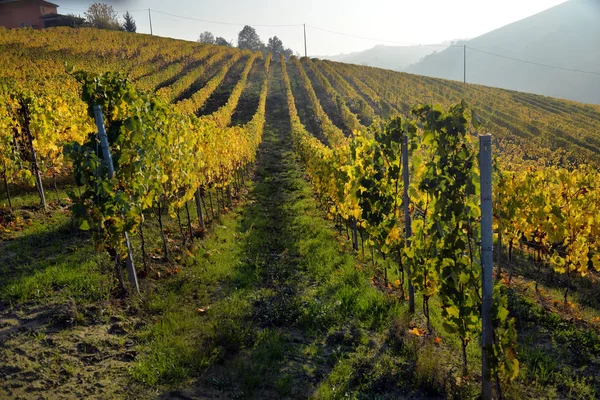 Panorama dei vigneti autunnali — Foto Stock