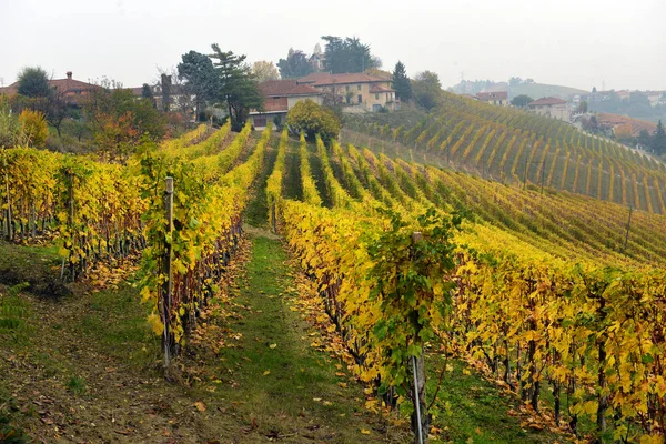 Panorama des vignobles d'automne — Photo