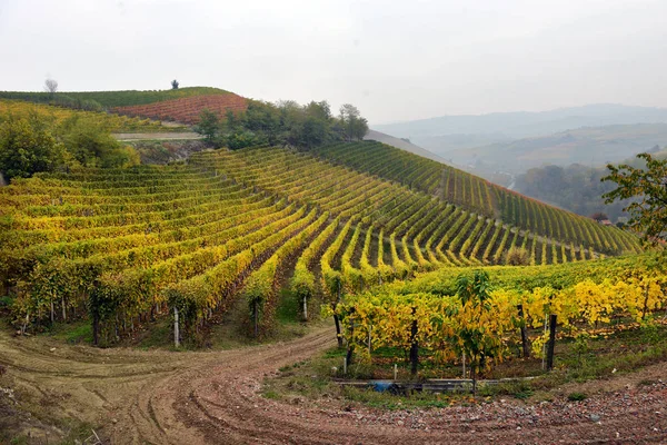 Panorama das vinhas de Outono — Fotografia de Stock