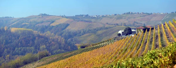 Panorama dei vigneti autunnali — Foto Stock