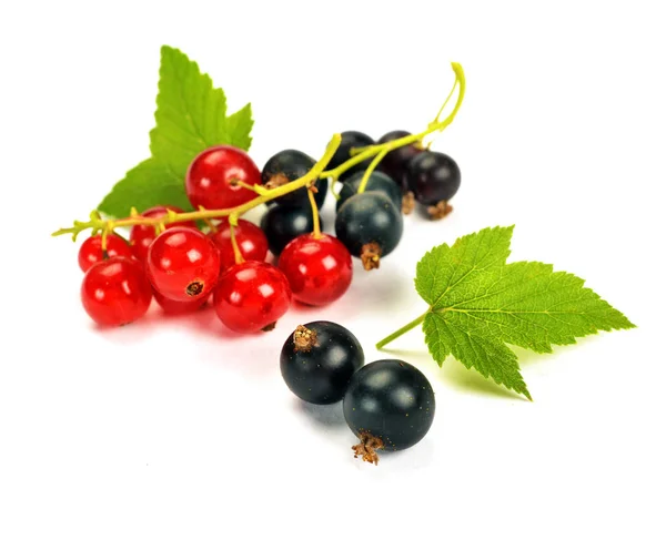 Black currants with leaves — Stock Photo, Image