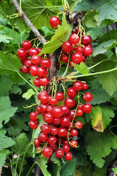 Ribes rosso su un ramo — Foto Stock