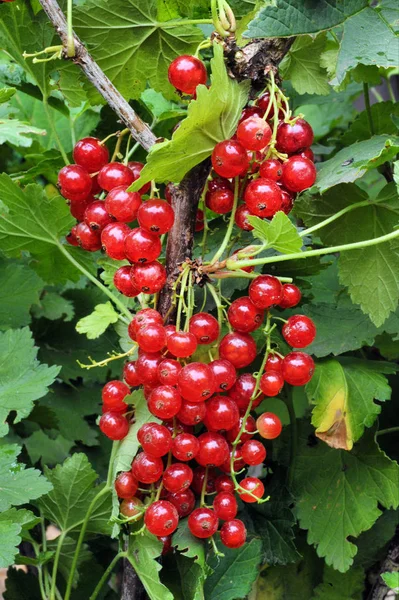 Grosellas rojas en una rama — Foto de Stock