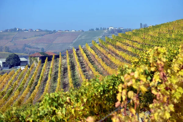Panorama des vignobles d'automne — Photo